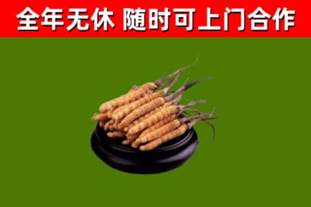 瑞金市回收散虫草